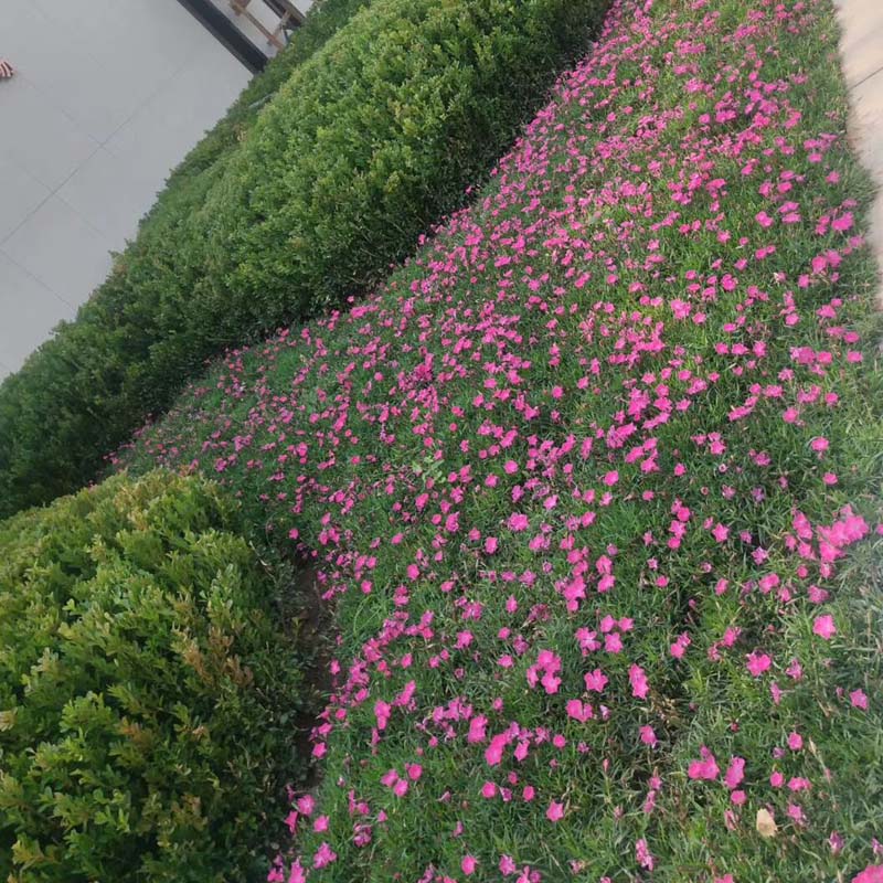 欧石竹小苗供应商 产地供应小盆欧石竹