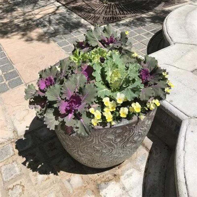 耐寒花卉羽衣甘蓝 羽衣甘蓝 时令草花基地