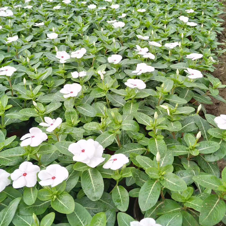 正艳花卉批发 长春花 天天开种植基地