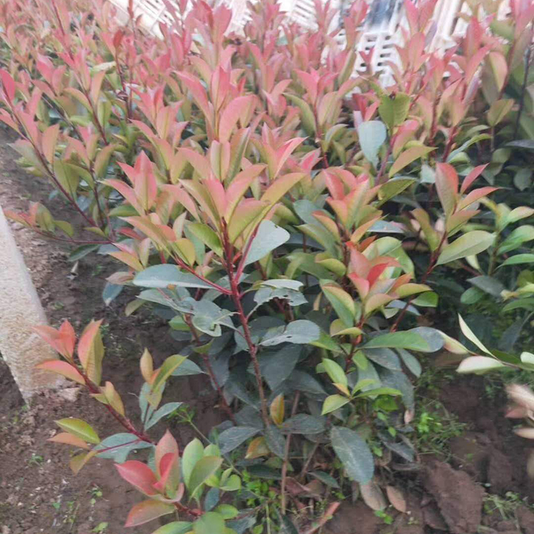 苗圃供应 红叶石楠 红叶石楠培育基地
