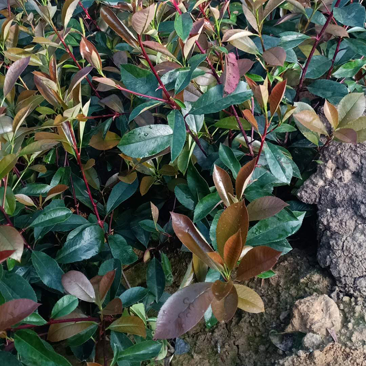 正艳批发 长势好的红叶石楠球 红叶石楠培育基地
