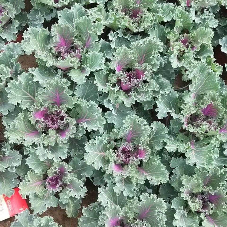 基地种植 观赏用羽衣甘蓝 羽衣甘蓝培育基地