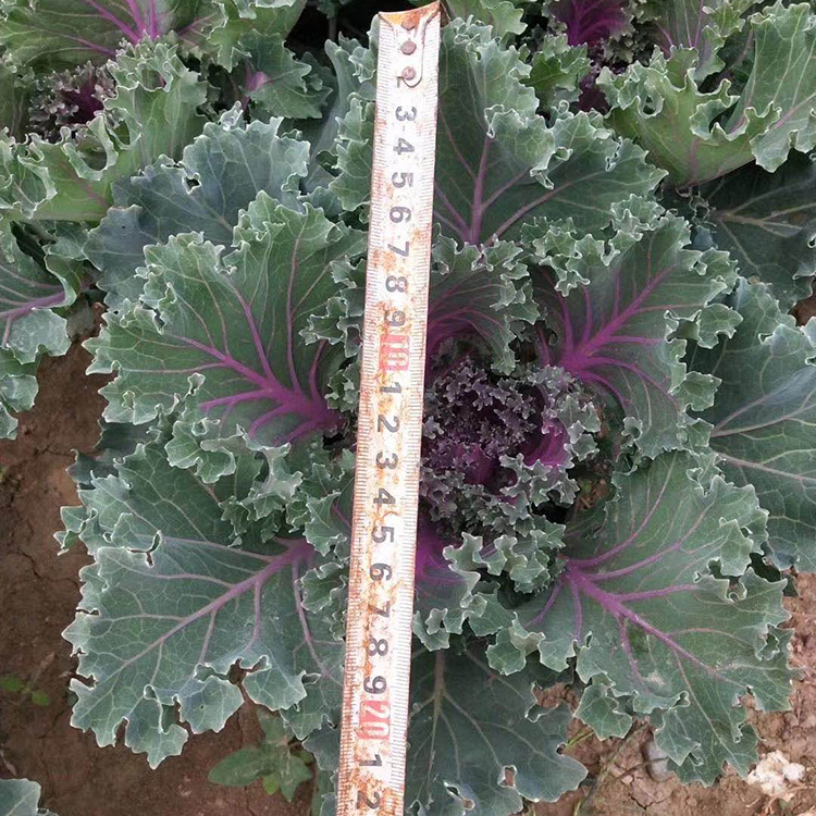 羽衣甘蓝种苗 大量批发 羽衣甘蓝培育基地