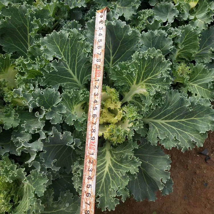 观赏用羽衣甘蓝 基地直销 羽衣甘蓝销售