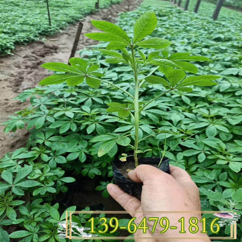 山东青州宿根花卉苗木 时令草花醉蝶花幼苗 醉蝶花苗价格