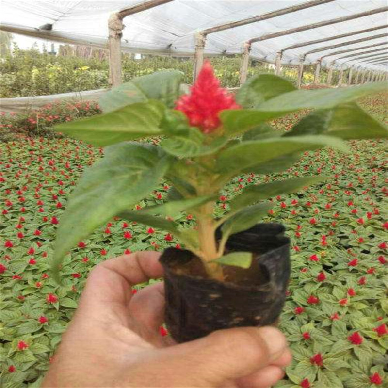 青州花卉供应世纪红鸡冠花杯苗 高度10-25公分 棵大苗壮易存活
