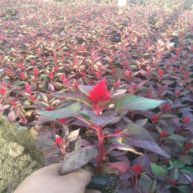 红色鸡冠花工程苗价格 鸡冠花盆苗批发 别名一支笔青州基地