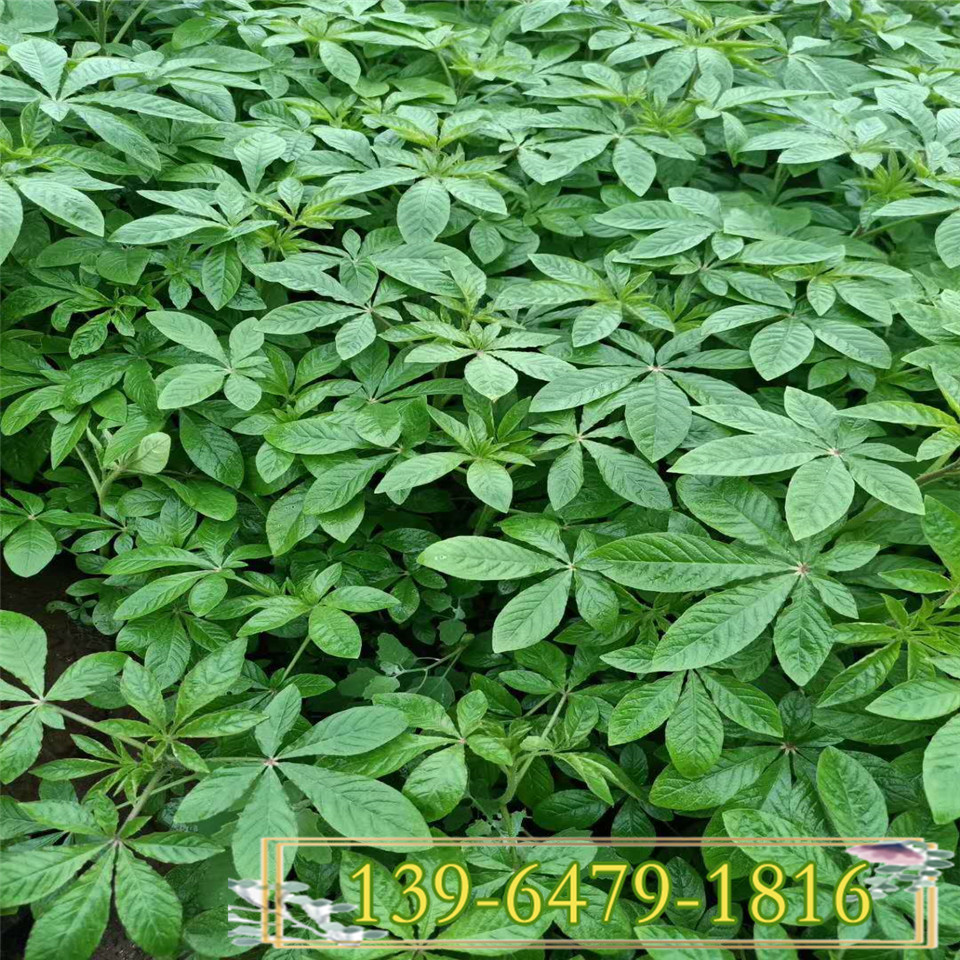 醉蝶花盆栽花种苗 小盆矮醉碟花苗 青州花卉醉蝶花种子