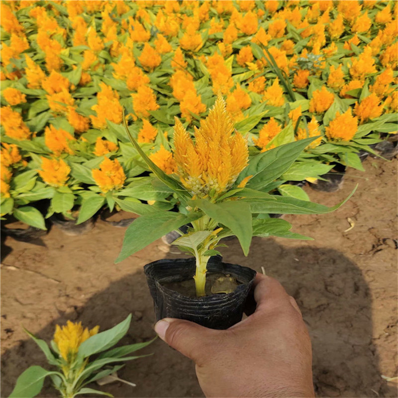 黄色鸡冠花杯苗价格 种植基地直供 青州鸡冠花工程苗基地
