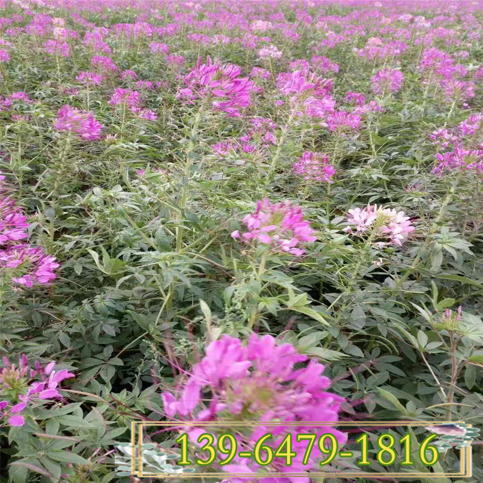 长的像蝴蝶的花 醉蝶花小苗 花期长的植物醉蝶花图片