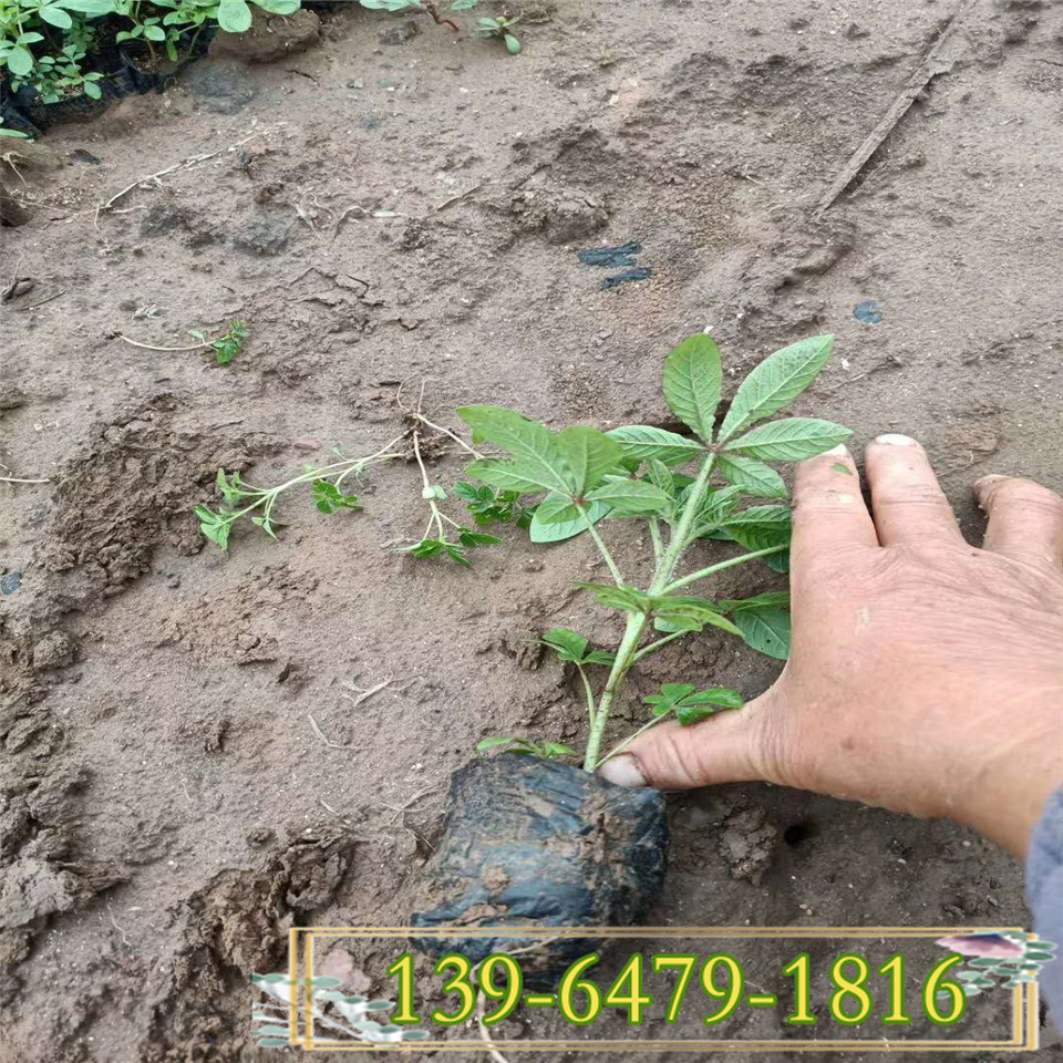 醉蝶花耐盐碱观花植物  醉蝶花营养钵苗 青州基地直销