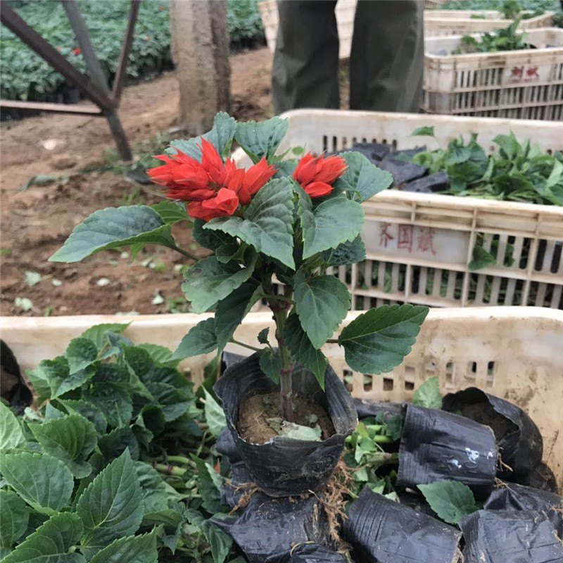 草花基地批发销售草花花卉 开花一串红工程苗 十月一租摆用花一串红种苗