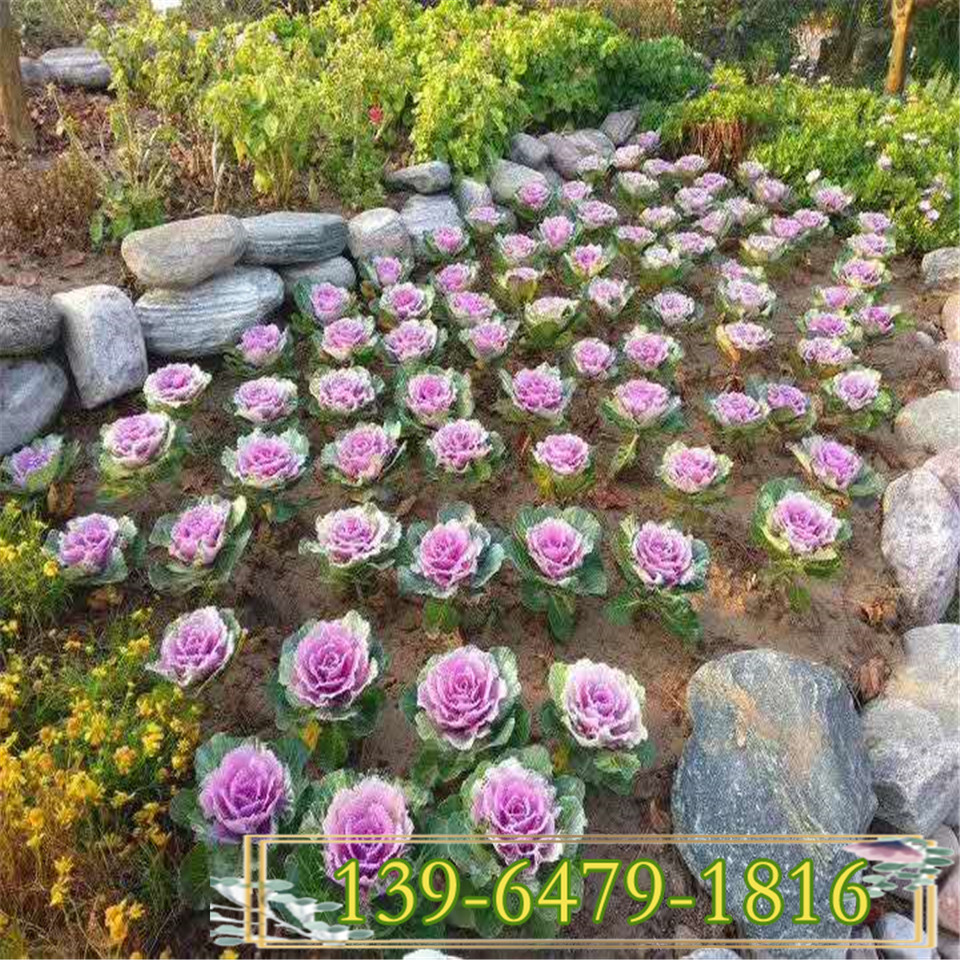 基地直供叶绿化彩叶植物花包菜 绿叶羽衣甘蓝苗 羽衣甘兰冬季草花