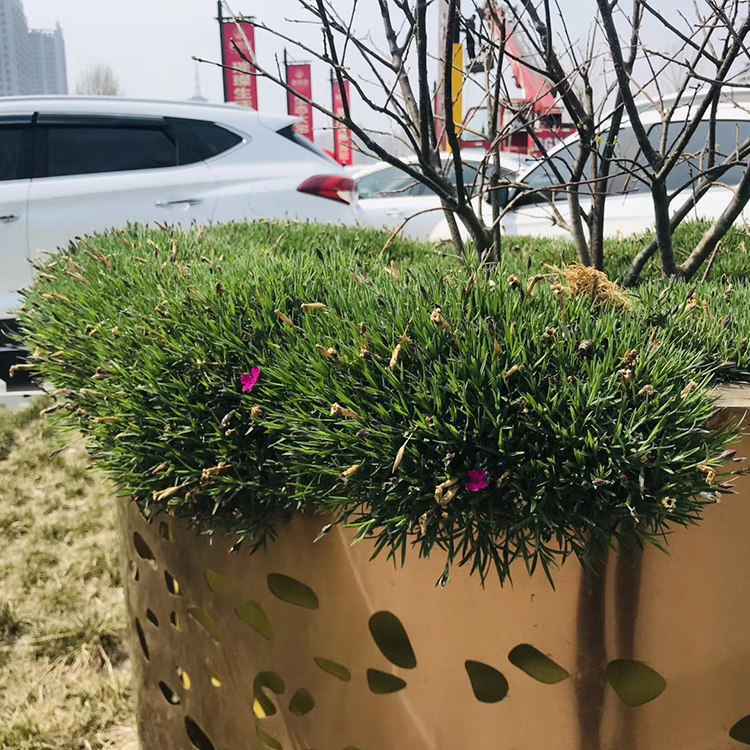 基地种植欧石竹 欧石竹盆花 欧石竹销售