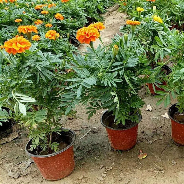 孔雀草 孔雀草花苗 批发优惠