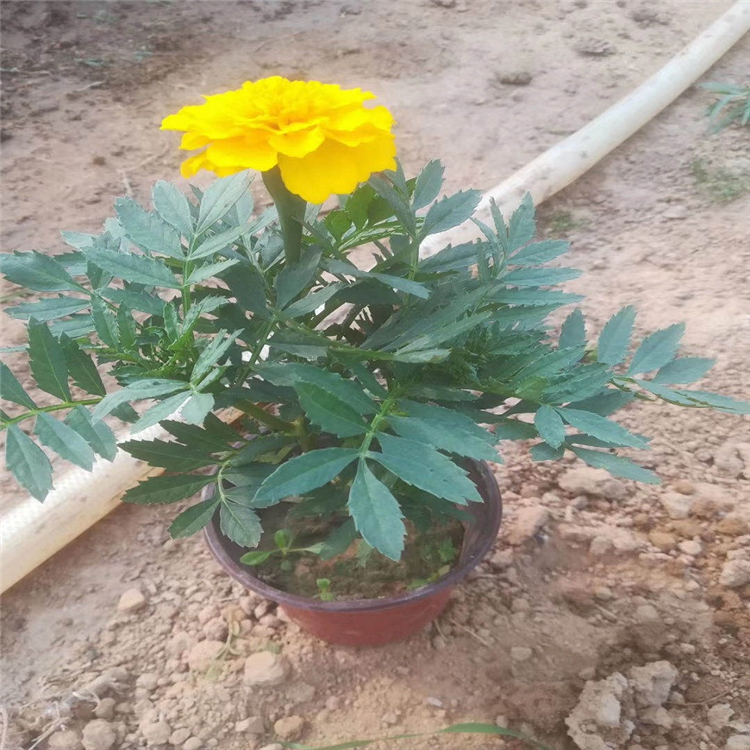 孔雀草种植基地 橘红孔雀草 批发优惠