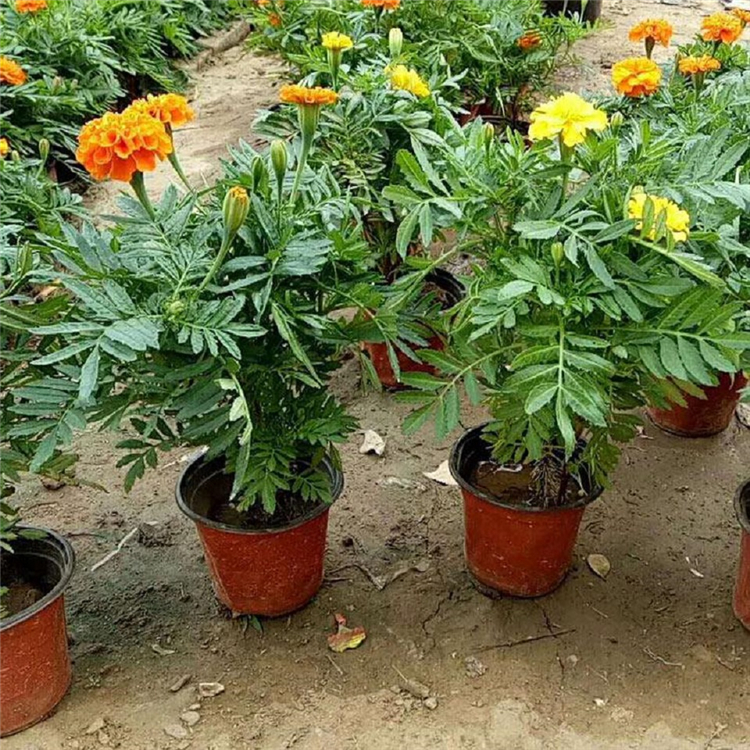 观花孔雀草杯苗 盆栽孔雀草 批发优惠