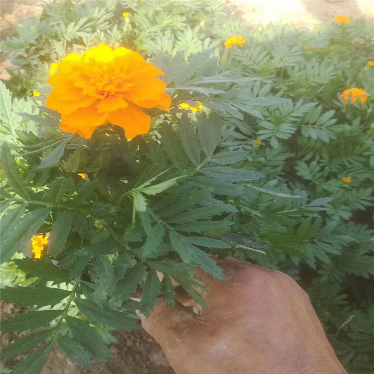 孔雀草 苗圃批发孔雀草 优良孔雀草
