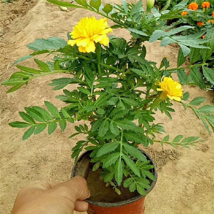 孔雀草批发基地 观赏花卉孔雀草 好苗预定