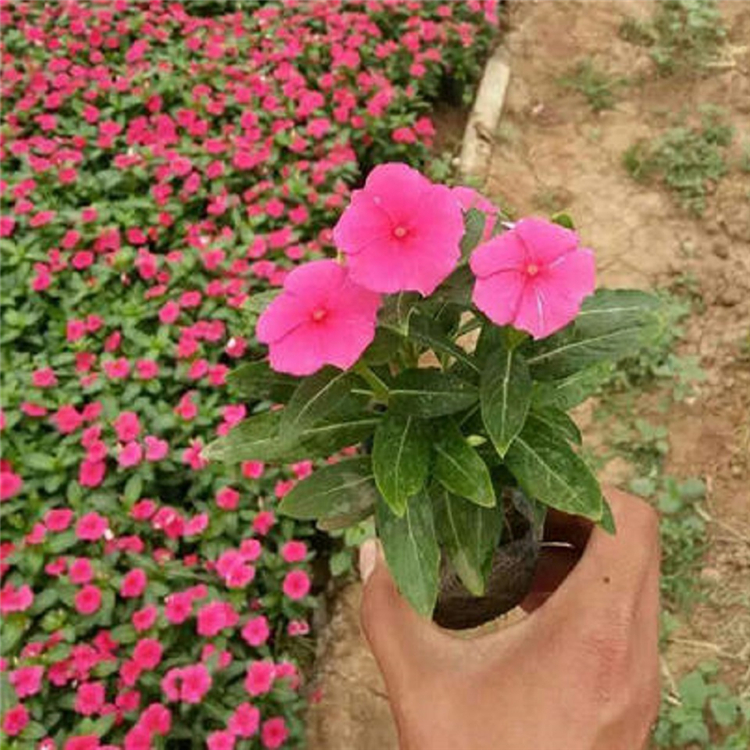 长春花小苗 天天开盆栽 基地直销