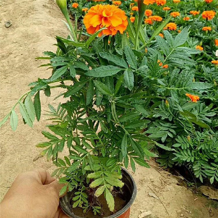 孔雀草盆栽价格 黄花孔雀草 好苗预定