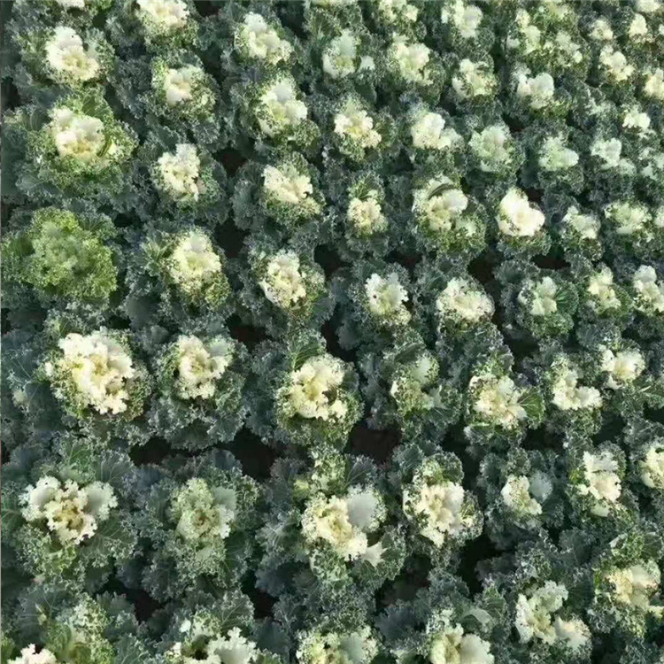 羽衣甘蓝