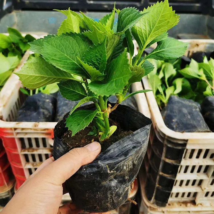 木绣球培育 木绣球价格 木绣球基地批发