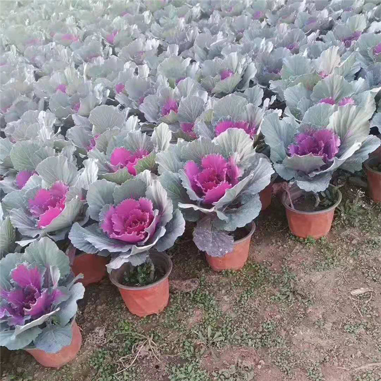羽衣甘蓝种植销售商_青州森木花卉_粉叶色羽衣甘蓝
