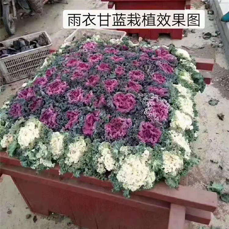 羽衣甘蓝批售价格 批发羽衣甘蓝小苗价格 菏泽羽衣甘蓝