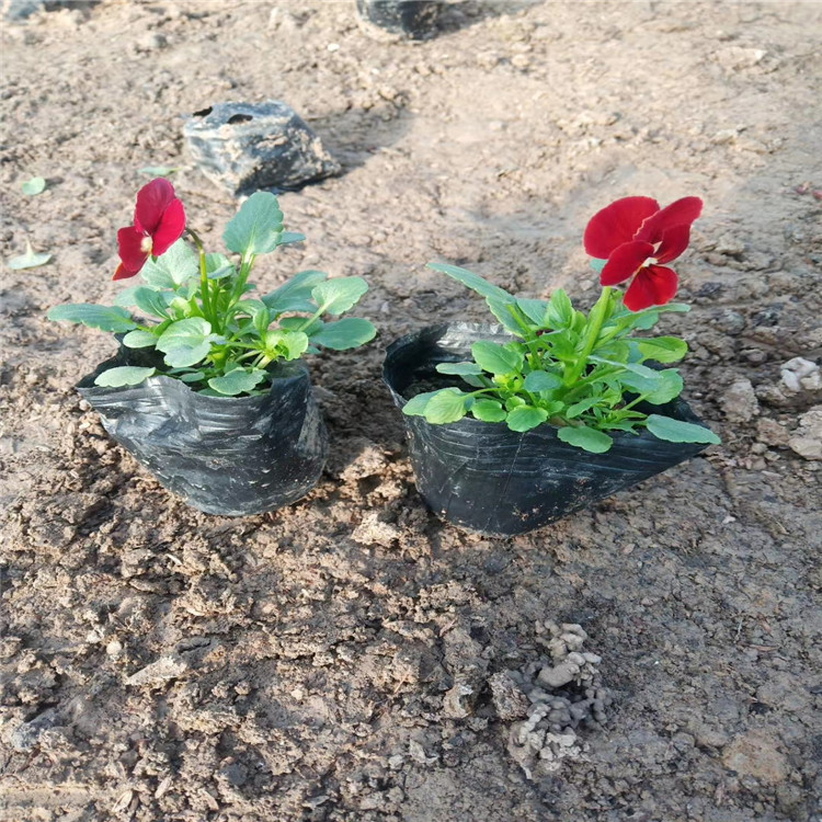 各色角堇种植批发 盆栽角堇价格 青州角堇基地 江瑞园艺角堇种植厂家