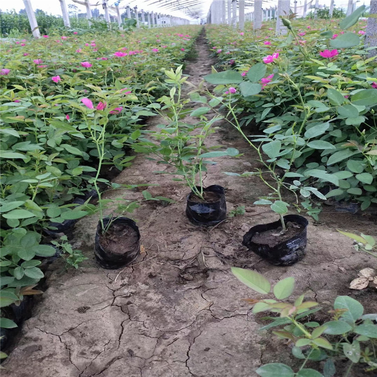 丰花月季批发价格 丰花月季种植基地 青州丰花月季供应 江瑞园艺丰花月季种植厂家