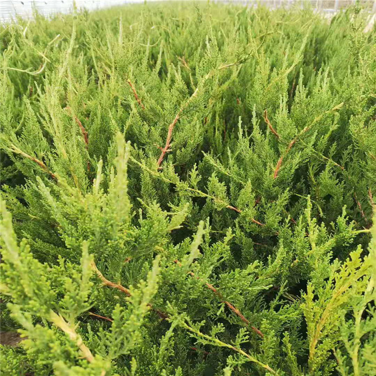 小龙柏供应 基地种植小龙柏 山东小龙柏批发商 江瑞园艺