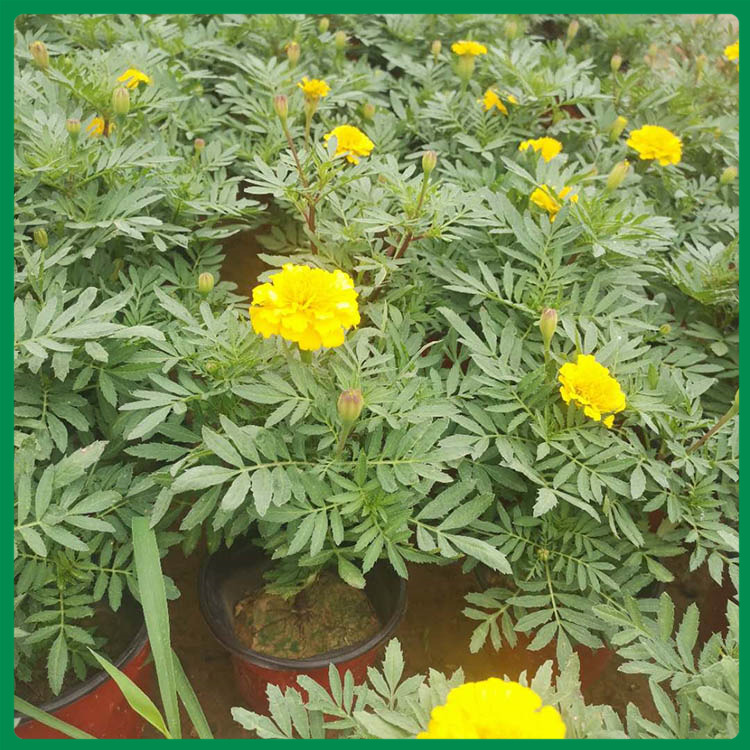 租摆用孔雀草 孔雀草批发 孔雀草盆栽价格 孔雀草种植