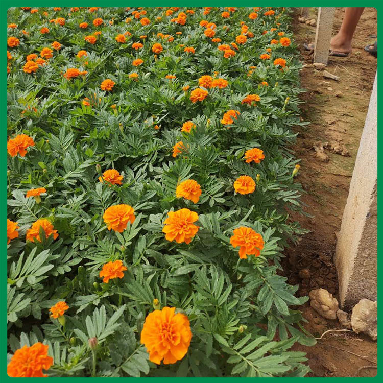 孔雀草基地 孔雀草 孔雀草盆栽价格 潍坊孔雀草