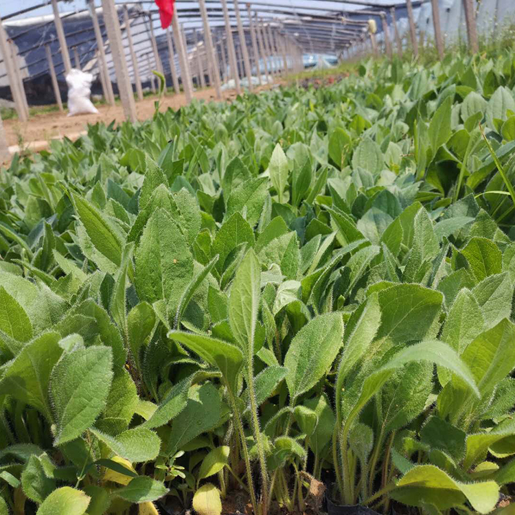 黑心菊 黑心菊种植基地 基地培育黑心菊