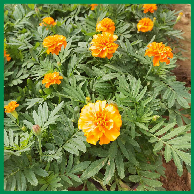 孔雀草基地 启景孔雀草 批售 孔雀草基地