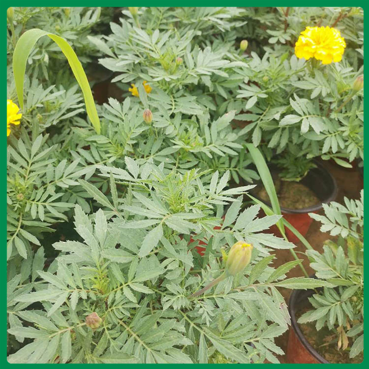 孔雀草基地 孔雀草批发 批售 孔雀草种植