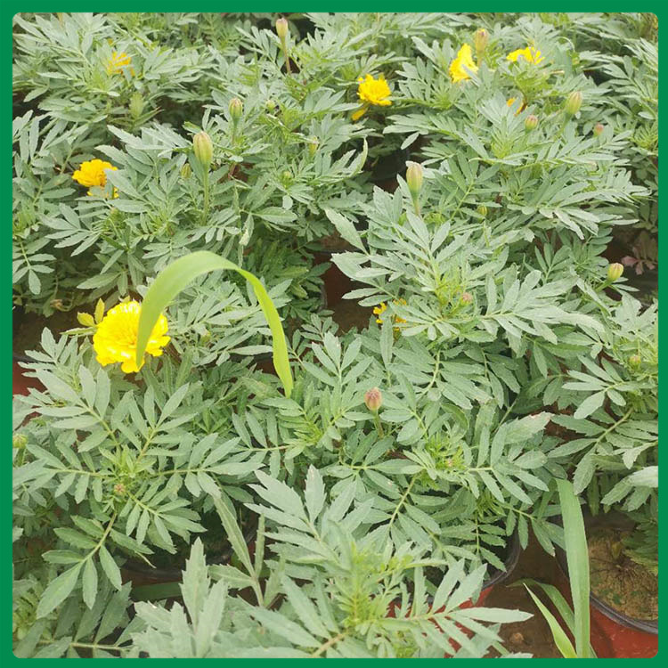租摆用孔雀草 启景孔雀草 批售 孔雀草基地