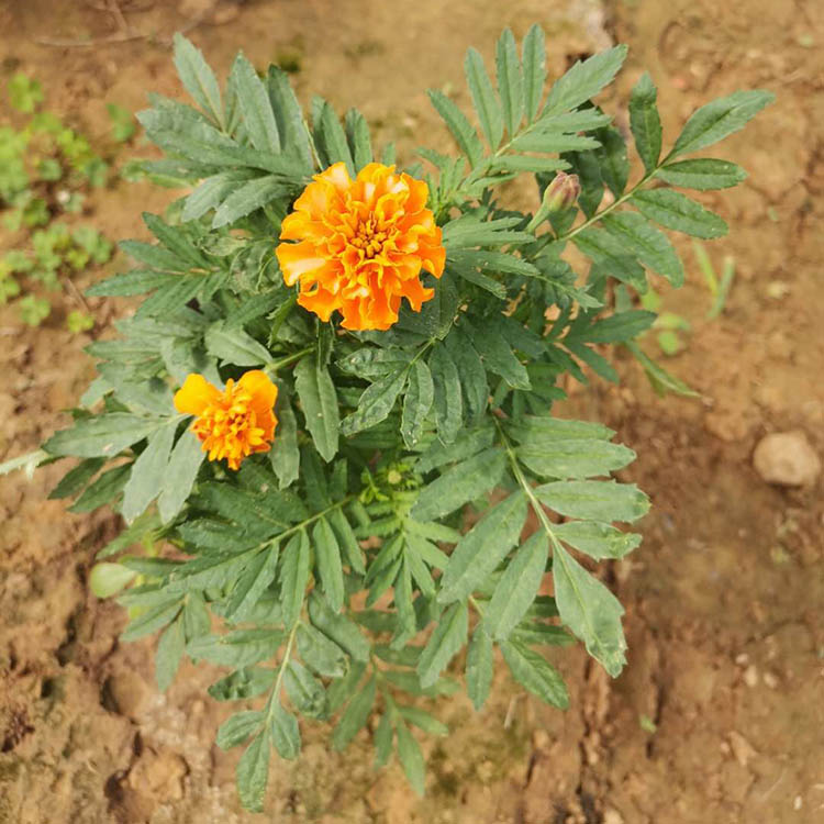 一年生草本植物 孔雀草培育基地 春琳 欢迎来电咨询