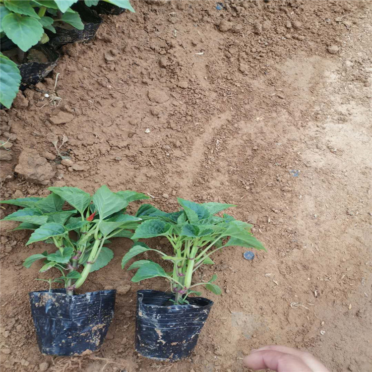 一串红小苗 盆栽一串红 草花一串红苗