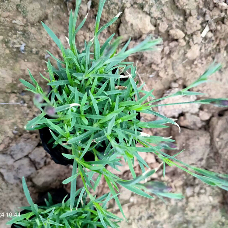 宿根欧石竹花卉苗 景观工程绿化用双色盆欧石竹 量大优惠