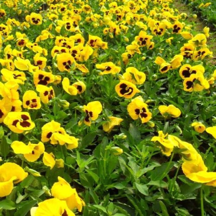 基地供应三色堇  三色堇盆栽价格  量大优惠