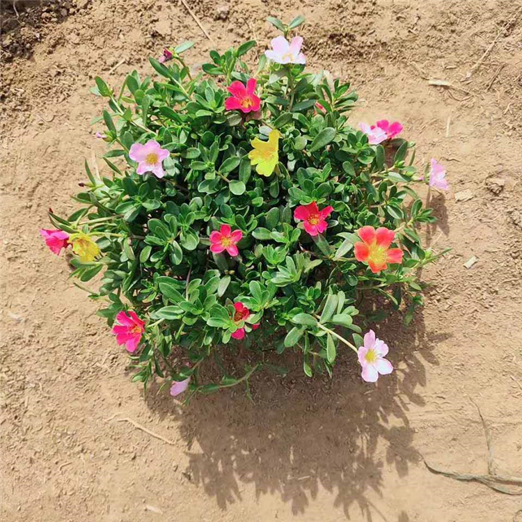 马齿苋种植基地 马齿苋花苗供应 满盆太阳花小苗