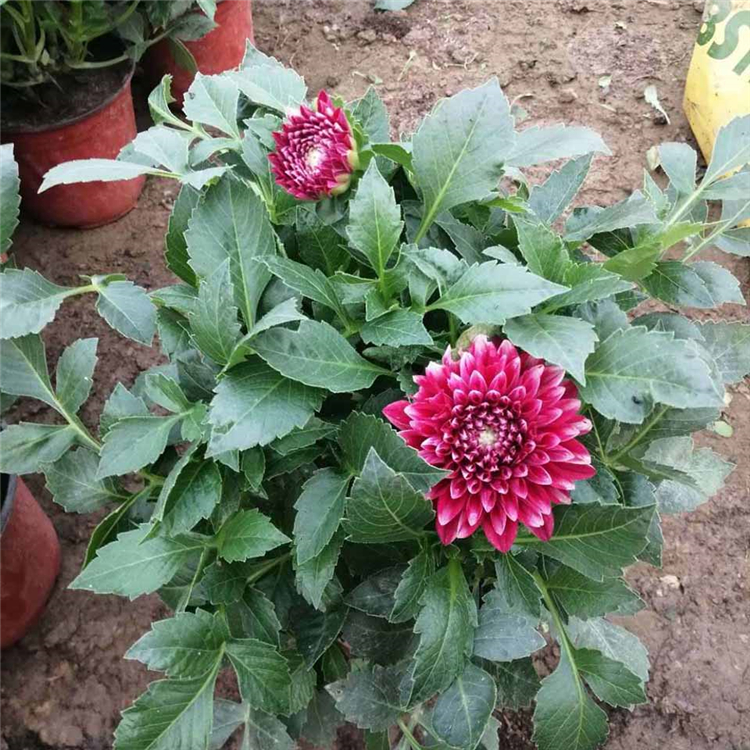 小丽花批发商 小丽花好苗销售 量大优惠