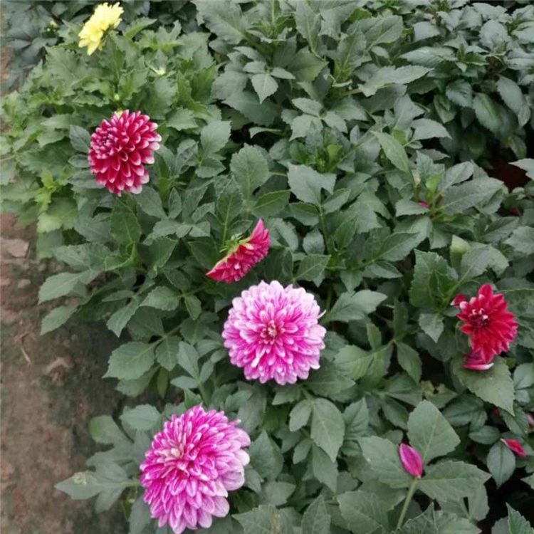 小丽花批发商 小丽菊 山东小丽花