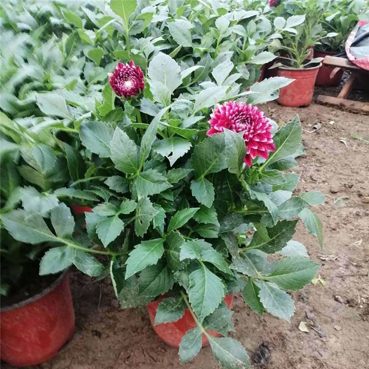 立腾小丽花 大量供应 盆栽小丽花批发商