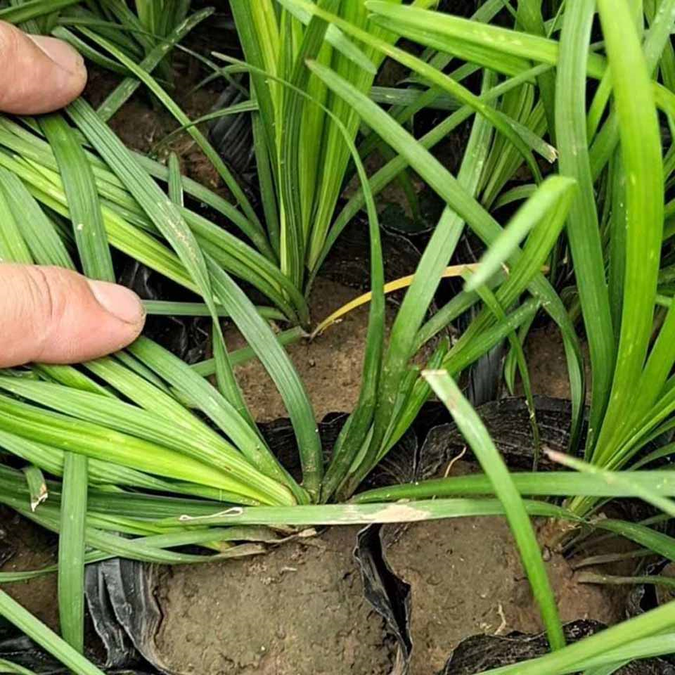 麦冬 量大价优麦冬苗 喜温暖湿润麦冬
