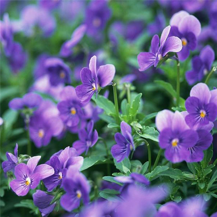 三色堇基地 青州苗木基地 三色堇苗 观赏花卉供应