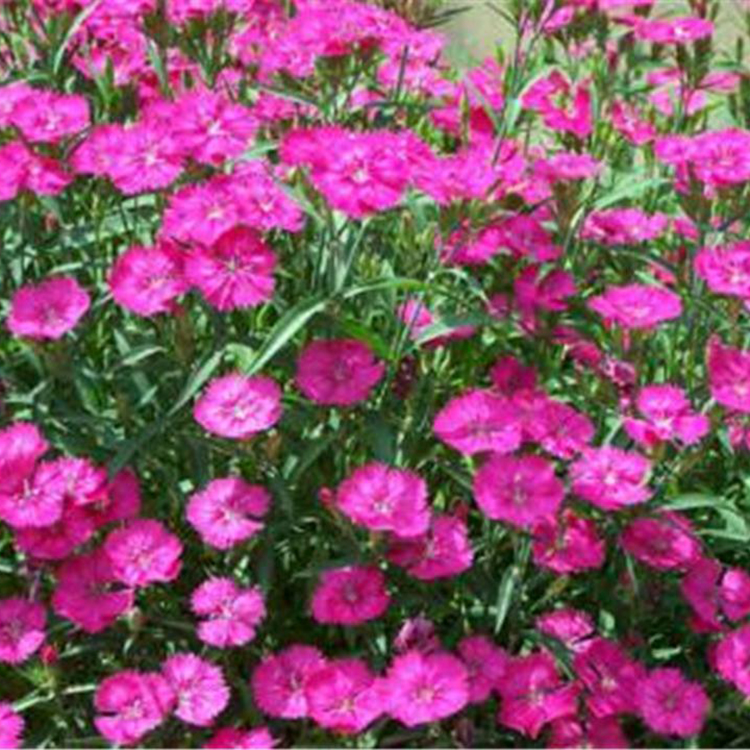 地被石竹 地被石竹供货商 草花种植基地 价格实惠