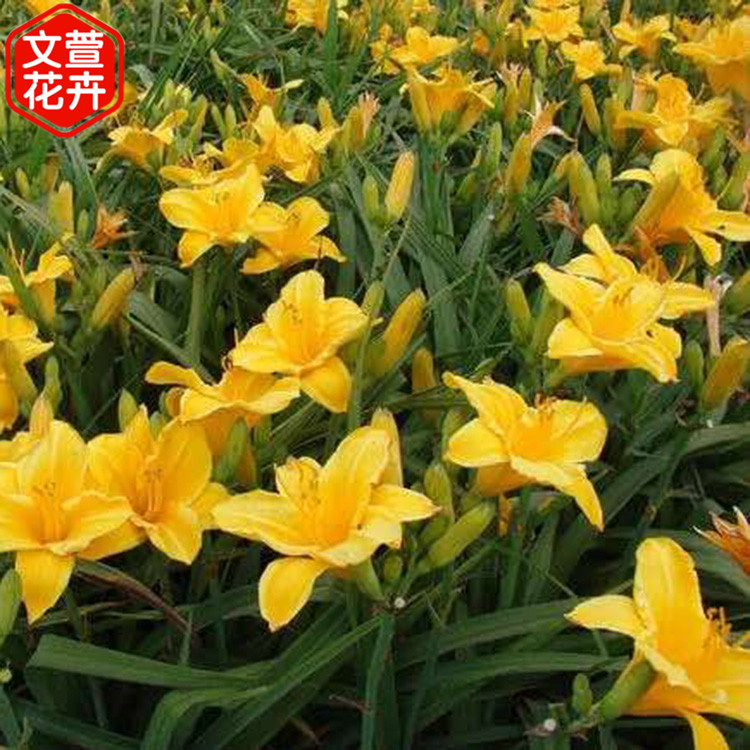 绿叶黄花 金娃娃萱草价格 宿根花卉基地 很优惠哦